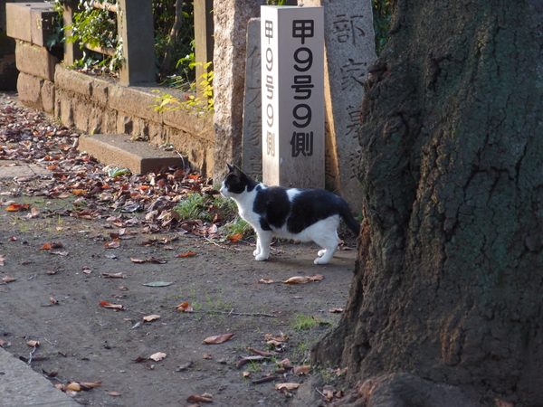 The Cats of Yanaka